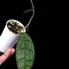Highly rare hoya Clemensiorum splash