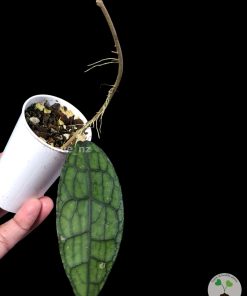 Highly rare hoya Clemensiorum splash