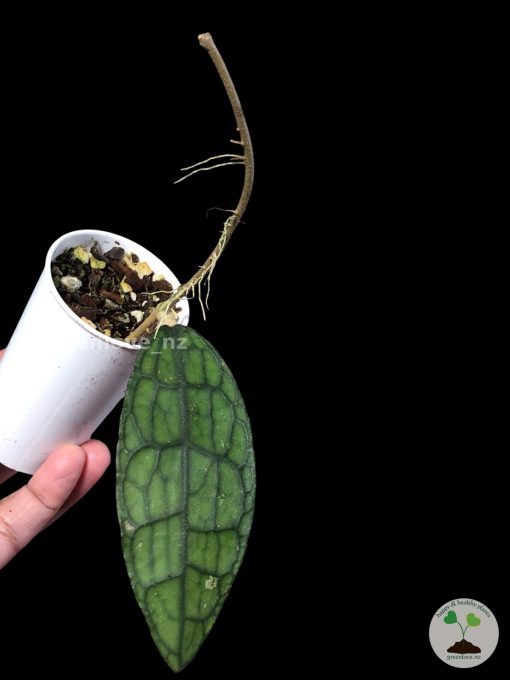 Highly rare hoya Clemensiorum splash