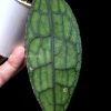 Highly rare hoya Clemensiorum splash