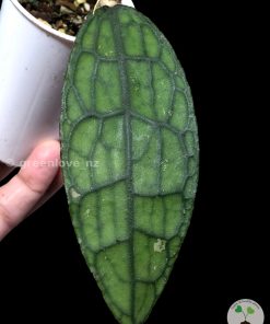 Highly rare hoya Clemensiorum splash