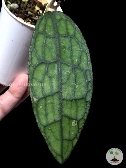 Highly rare hoya Clemensiorum splash