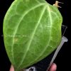 Hoya polystachya @greenlove_nz