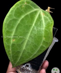 Hoya polystachya @greenlove_nz