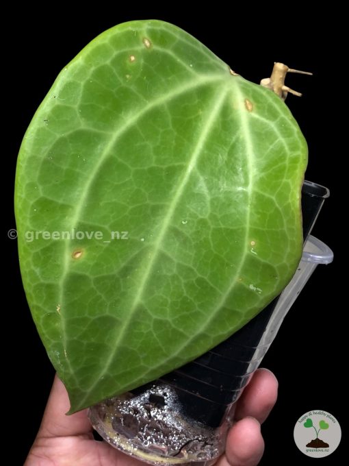 Hoya polystachya @greenlove_nz