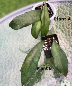 Hoya clemensiorum