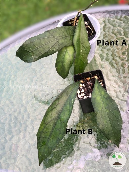 Hoya clemensiorum