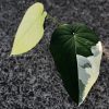 Variegated Syngonium Chiapense