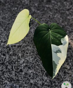 Variegated Syngonium Chiapense