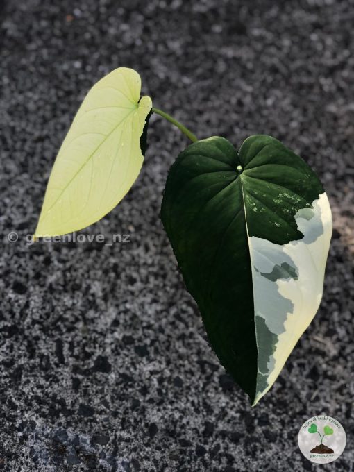Variegated Syngonium Chiapense