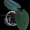 Anthurium RVDP X AOS offset at greenlove_nz