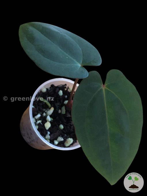 Anthurium RVDP X AOS offset at greenlove_nz