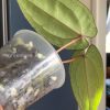 Anthurium RVDP X AOS