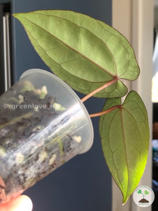 Anthurium RVDP X AOS