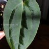 Anthurium RVDP X AOS