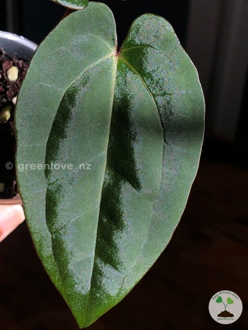 Anthurium RVDP X AOS