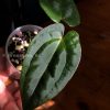 Anthurium RVDP X AOS