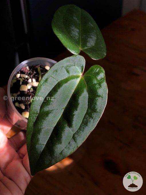 Anthurium RVDP X AOS