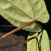 Anthurium RVDP X AOS