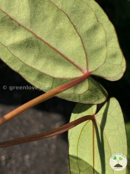 Anthurium RVDP X AOS