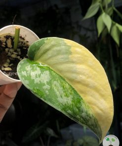 Scindapsus Exotica Aurea @greenlove_nz
