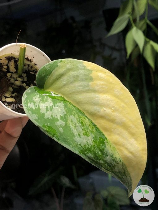 Scindapsus Exotica Aurea @greenlove_nz