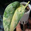 Scindapsus Exotica Aurea, a beautiful variegated plant at greenlove.nz