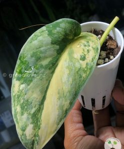 Scindapsus Exotica Aurea, a beautiful variegated plant at greenlove.nz