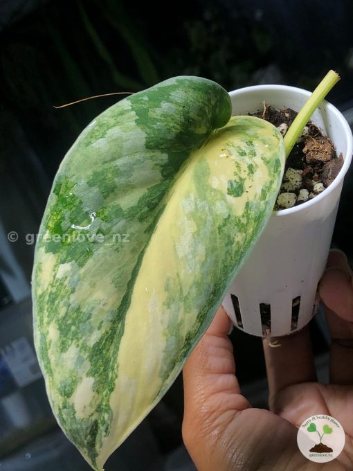 Scindapsus Exotica Aurea, a beautiful variegated plant at greenlove.nz