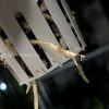 Roots of the Variegated Scindapsus plant @greenlove_nz