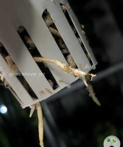 Roots of the Variegated Scindapsus plant @greenlove_nz