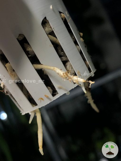 Roots of the Variegated Scindapsus plant @greenlove_nz