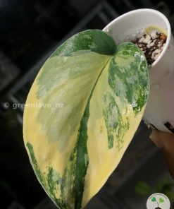 Very beautiful variegated Scindapsus Exotica Aurea at greenlove.nz