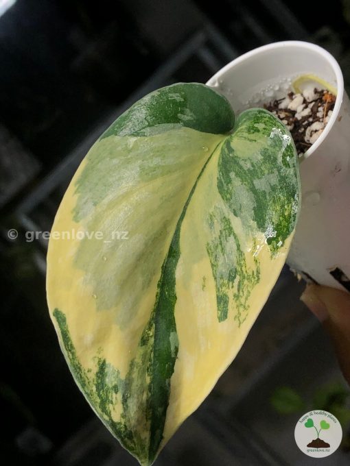 Very beautiful variegated Scindapsus Exotica Aurea at greenlove.nz