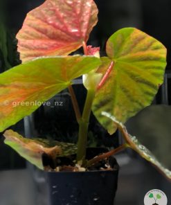 Variegated Begonia @greenlove_nz