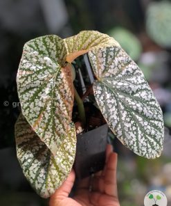 Good sized Begonia Snowcapped Variegated plant @greenlove_nz