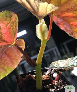 Variegated Begonia @greenlove_nz with beautiful variegation