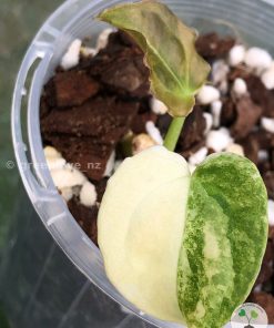 Beautifully Variegated Anthurium Forgetii
