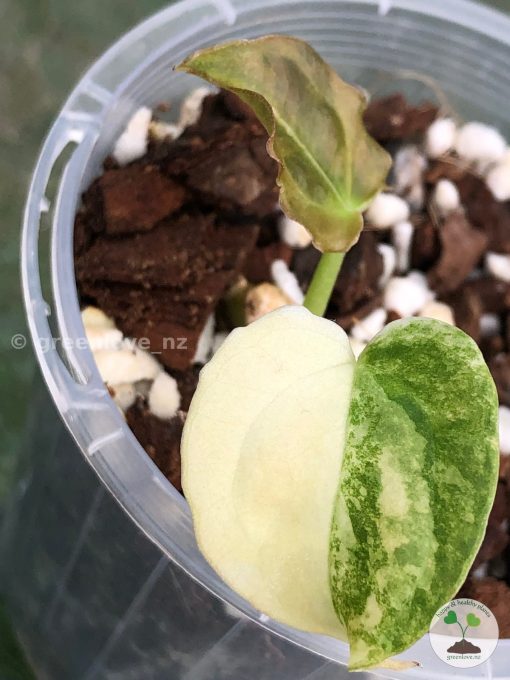 Beautifully Variegated Anthurium Forgetii