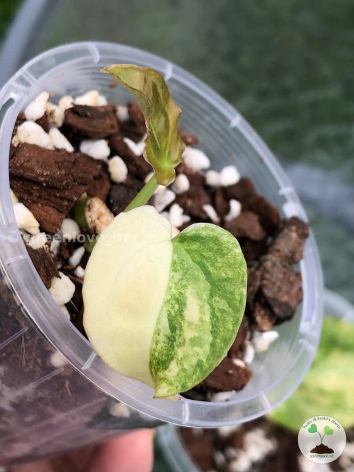 Anthurium Variegated Forgetii X | Plant B