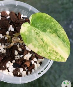 Anthurium Forgetii Variegated