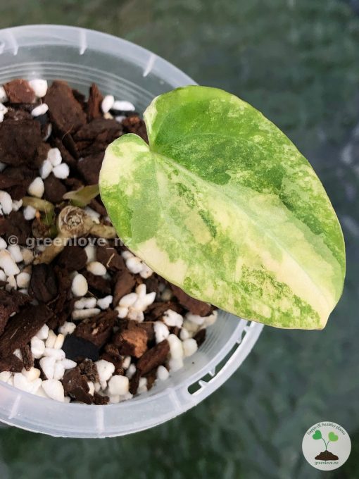 Anthurium Forgetii Variegated