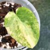 Anthurium Variegated Forgetii X | Plant A