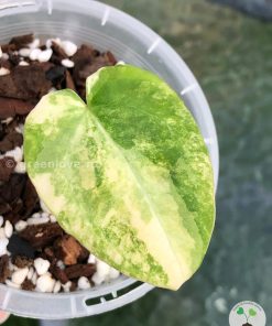 Anthurium Variegated Forgetii X | Plant A