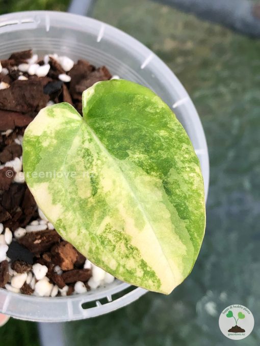 Anthurium Variegated Forgetii X | Plant A