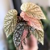 Begonia Snow Capped Variegated