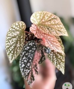 Begonia Snow Capped Variegated