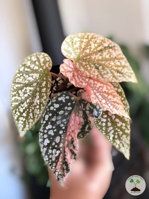 Begonia Snow Capped Variegated