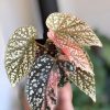 Begonia Snow Capped Variegated