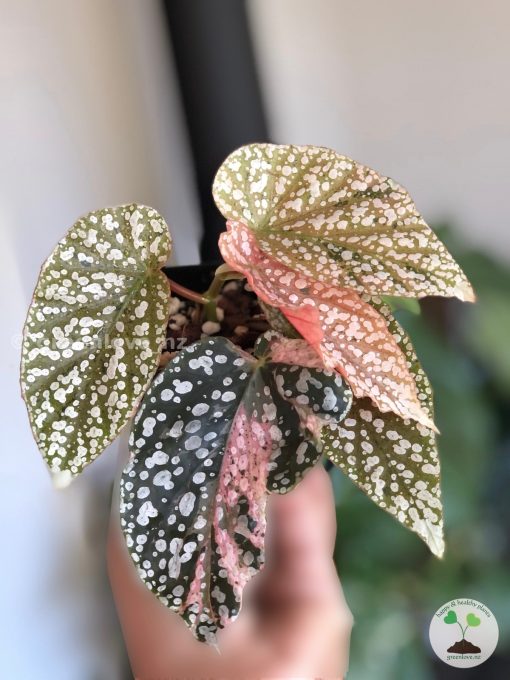 Begonia Snow Capped Variegated